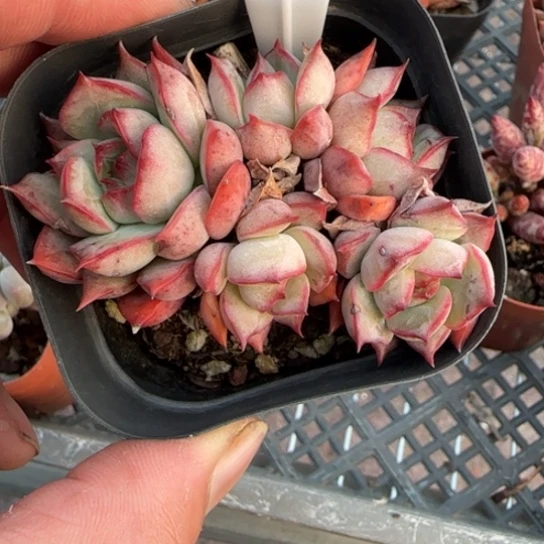 119宝莲灯一物一拍多肉