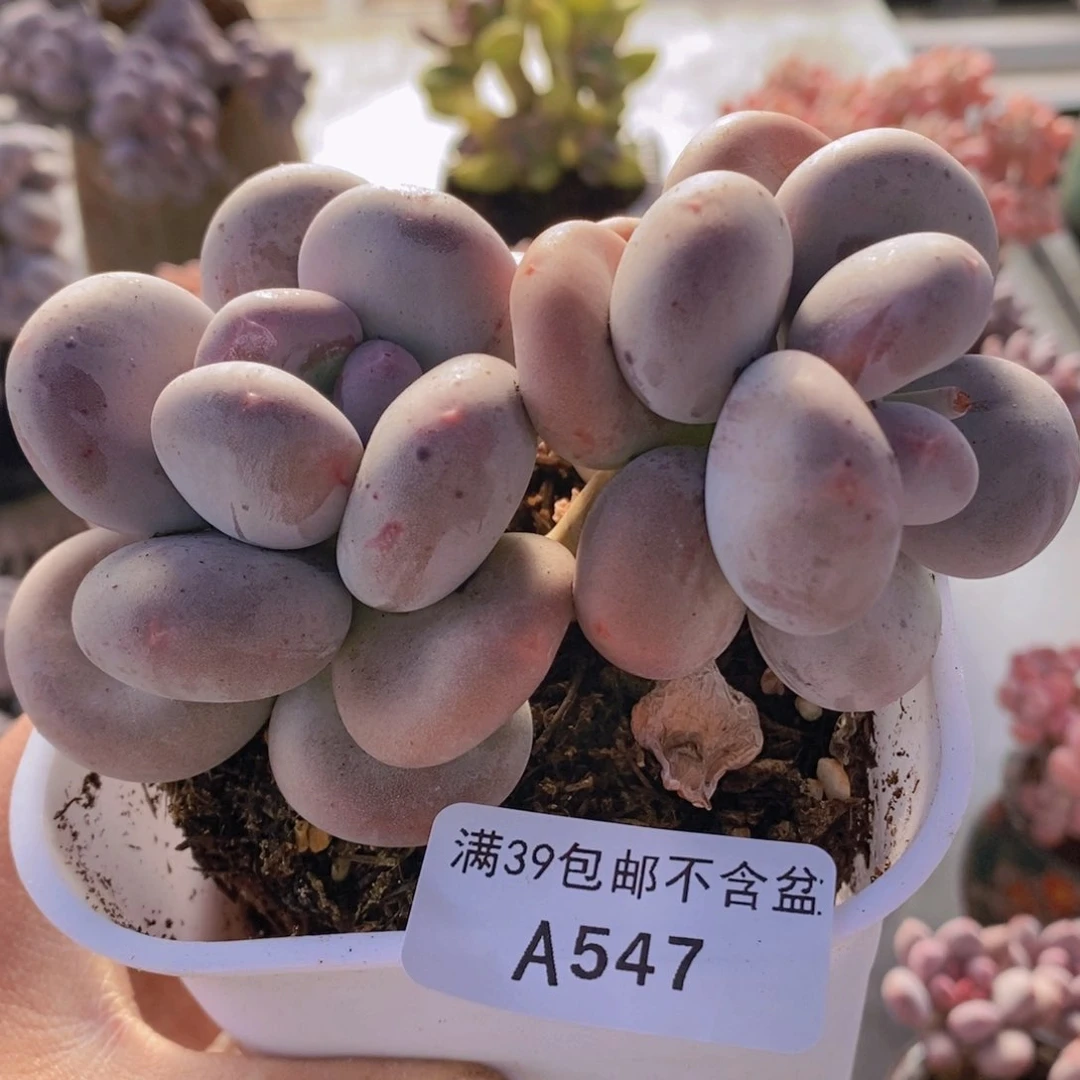 黄金大叶奶10cm547多肉植物