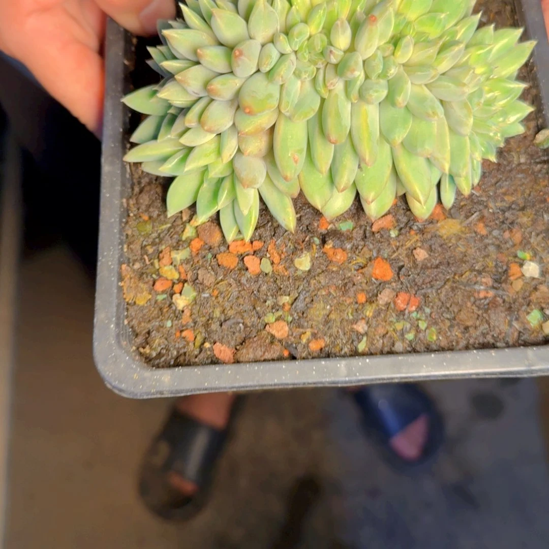 多肉植物多肉植物