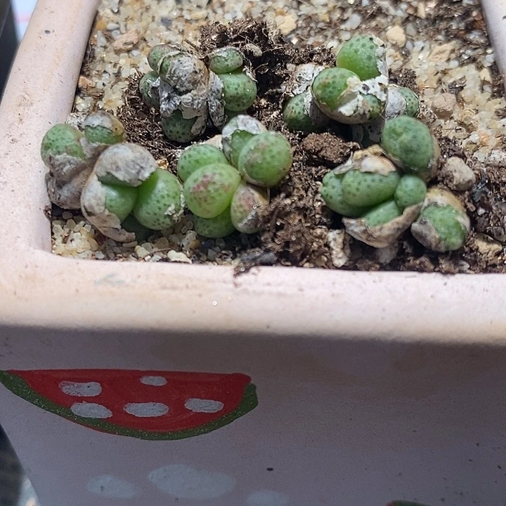 多头蟠桃斑马一群。