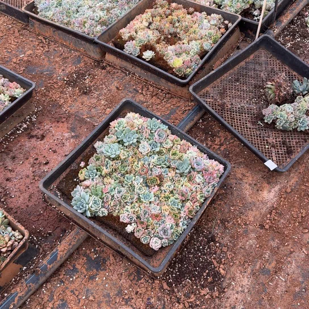 糖心切糕一款量拍18-31