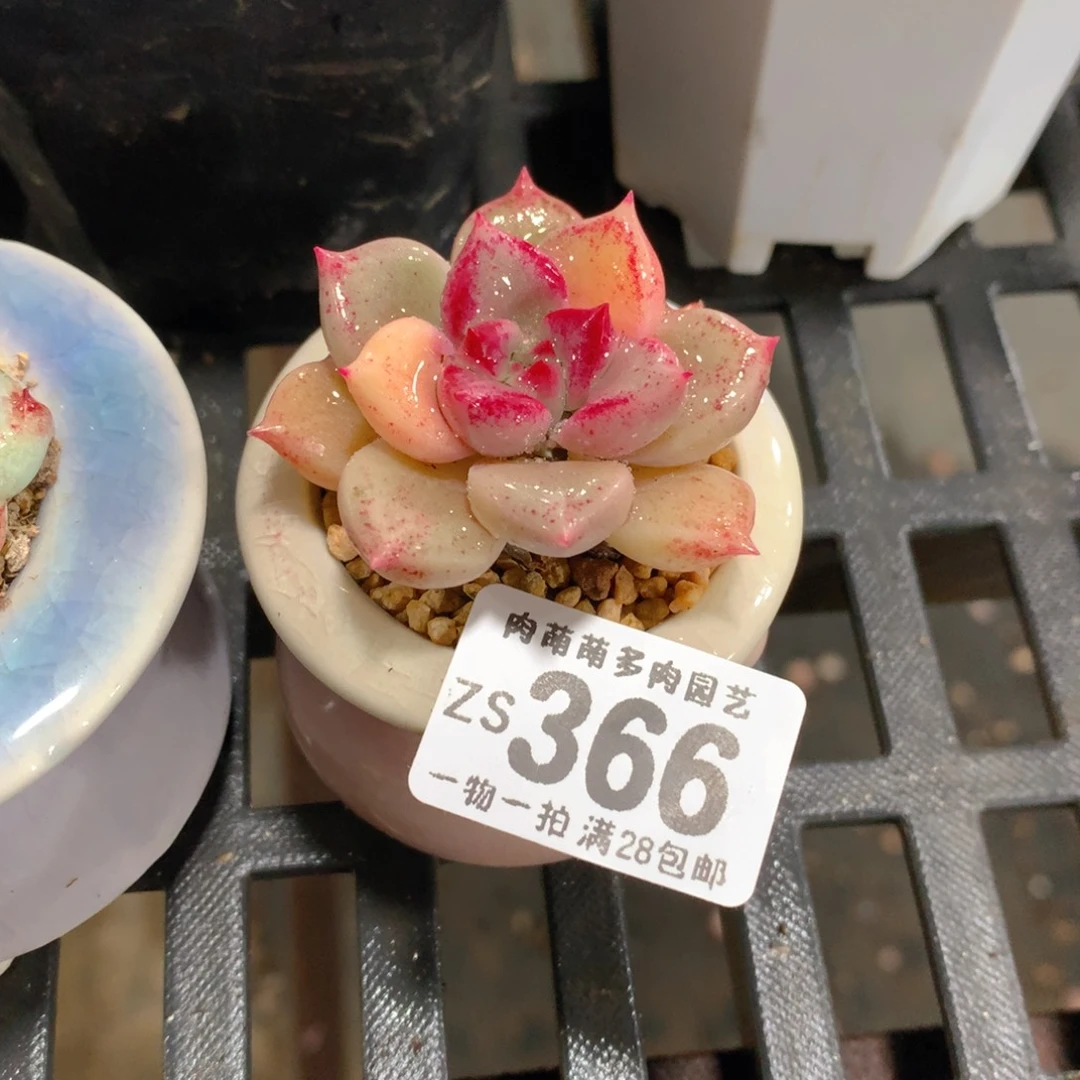 肉萌萌拇指盆精控多肉ZS366