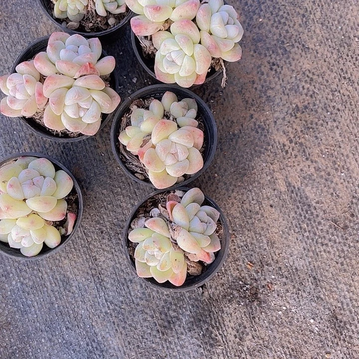 苏*~定向苏灵小冰雨6颗