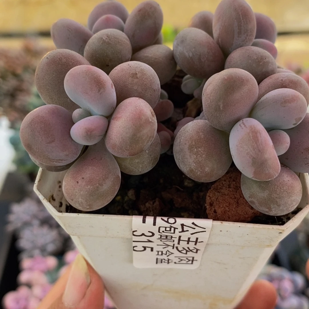 315糖果桃蛋7cm多肉