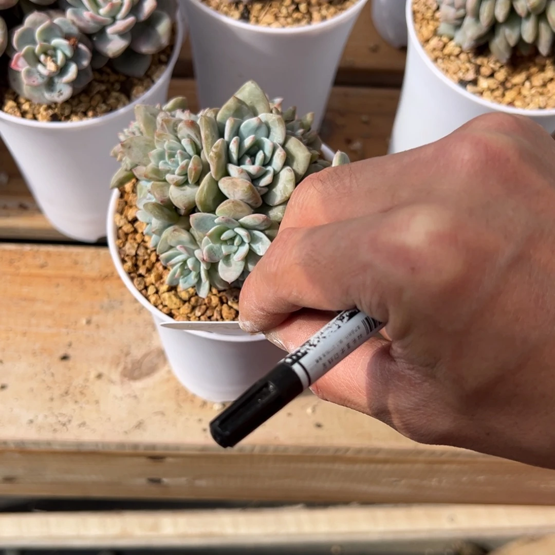 混***魔Th梦露一颗带缀哦哦