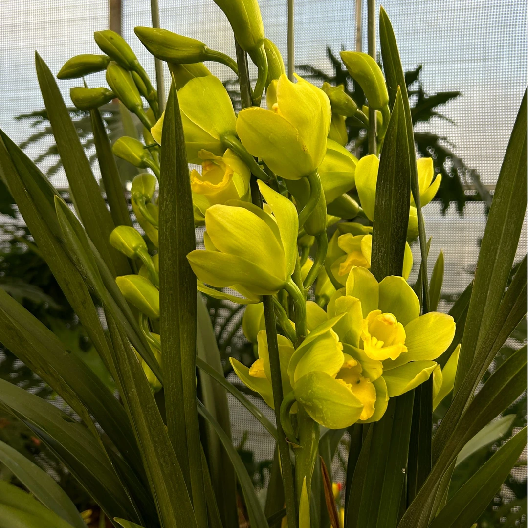 【金镶玉】-落地款大花惠兰