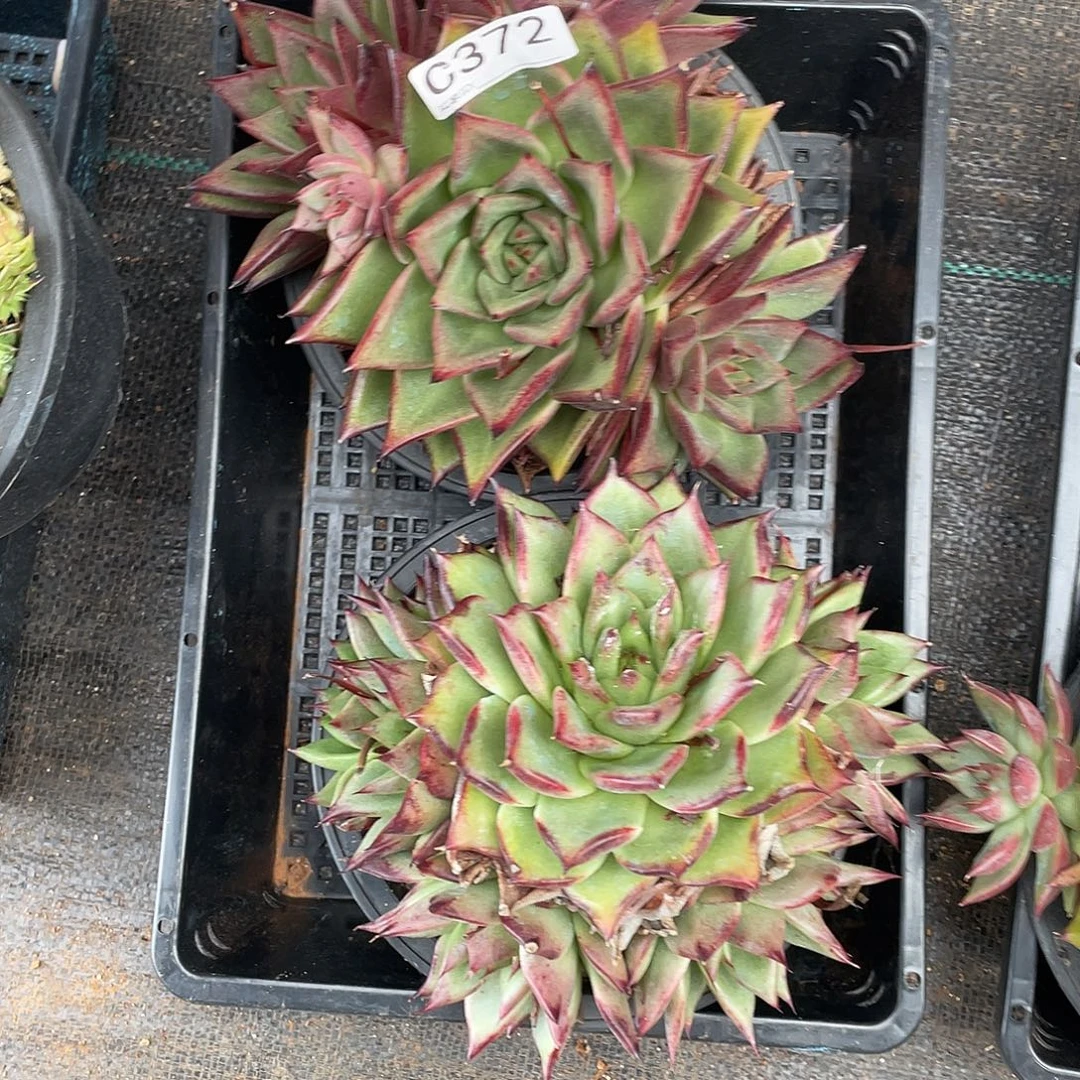 若如东云组拍C372