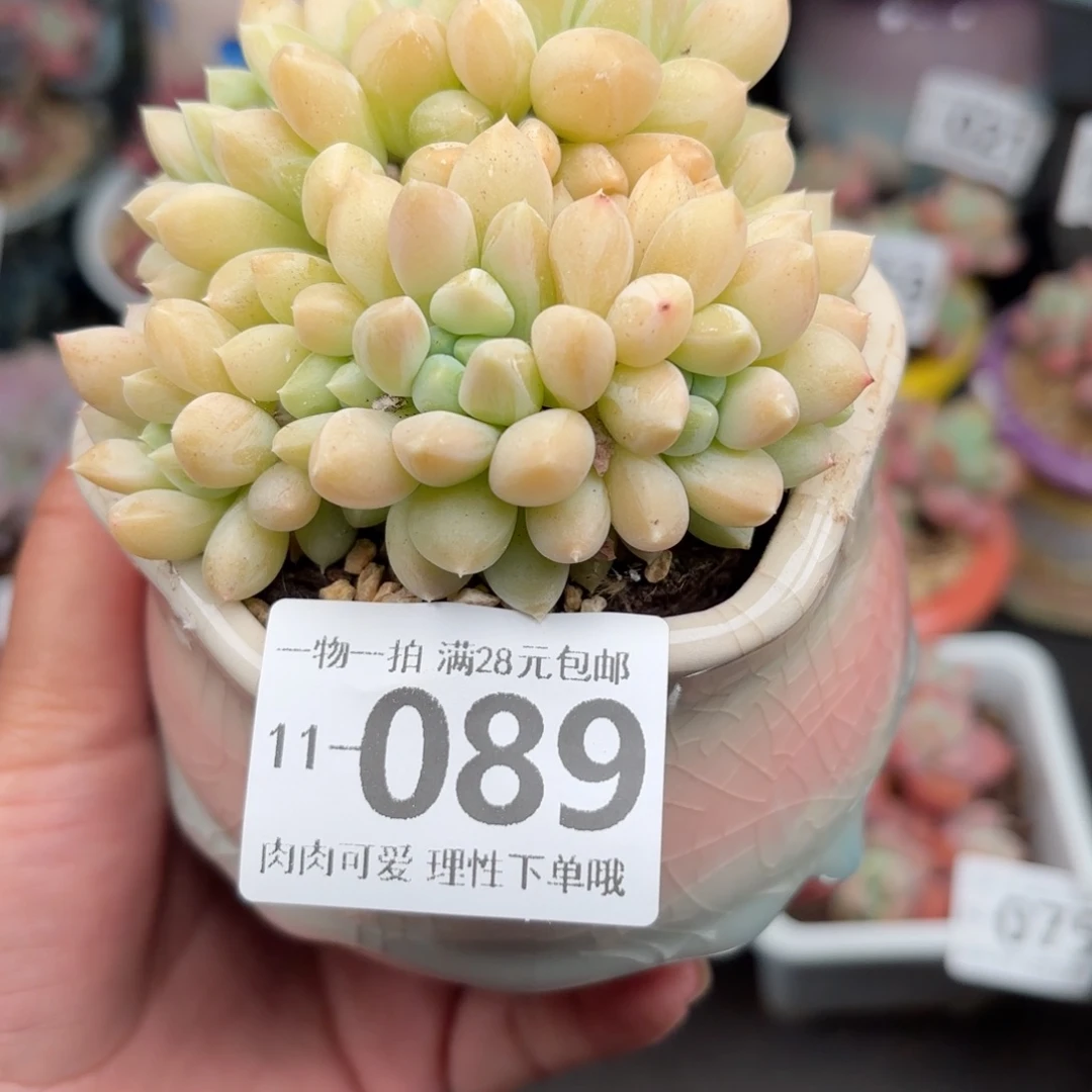 星空美人多肉多肉多