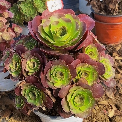 魅金玫瑰老桩捧花805