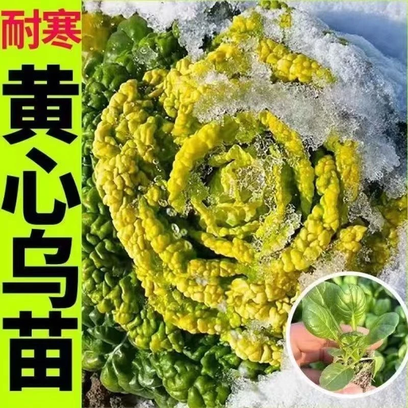 黄心乌塌菜苗耐严寒高产大田种植盆栽蔬菜苗乌塌菜苗