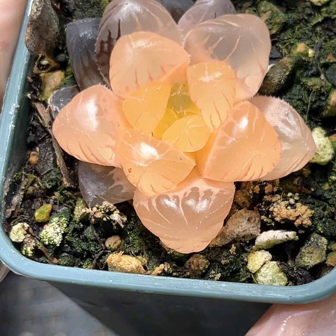 恭喜发财大吉大利4594