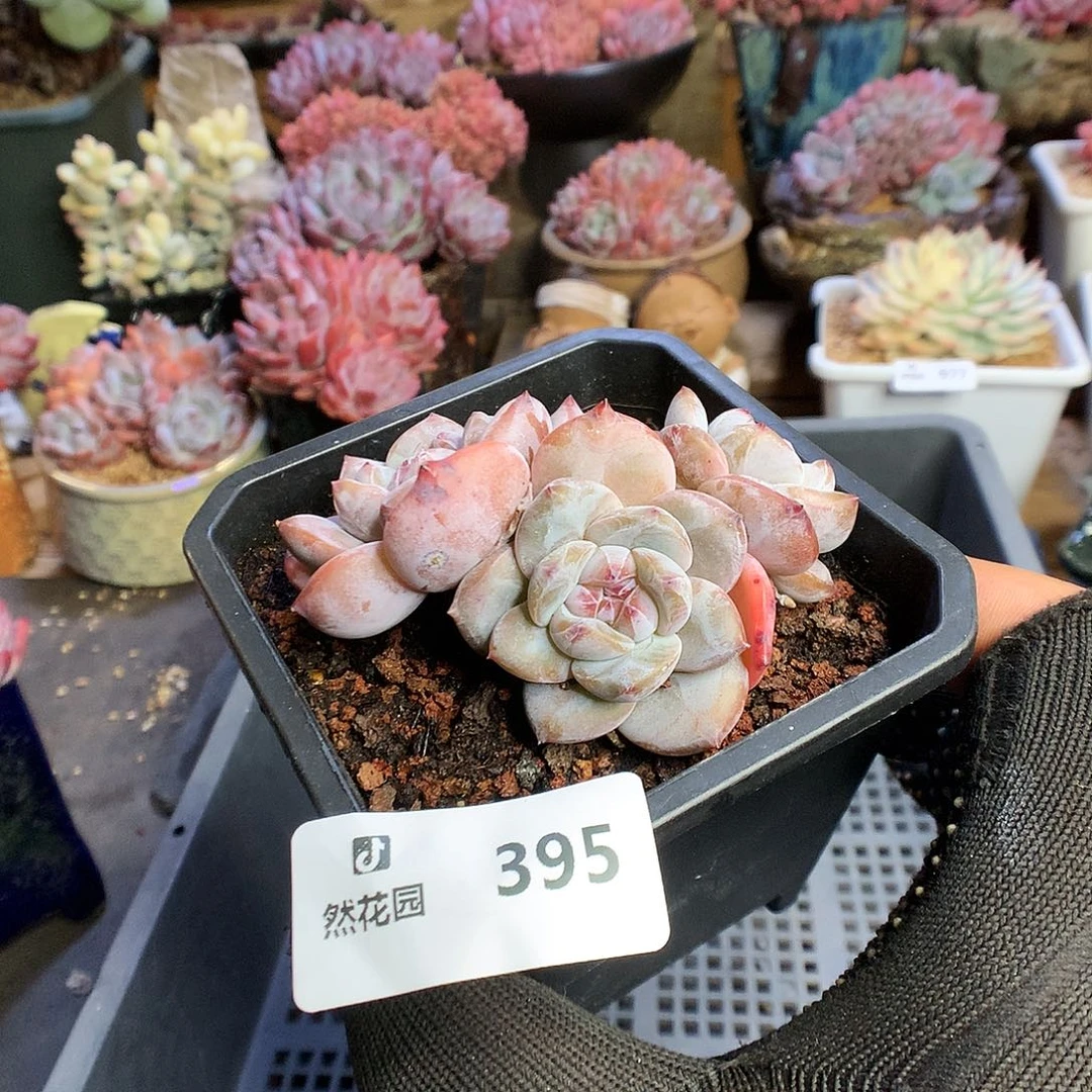 395星影多肉植物6666