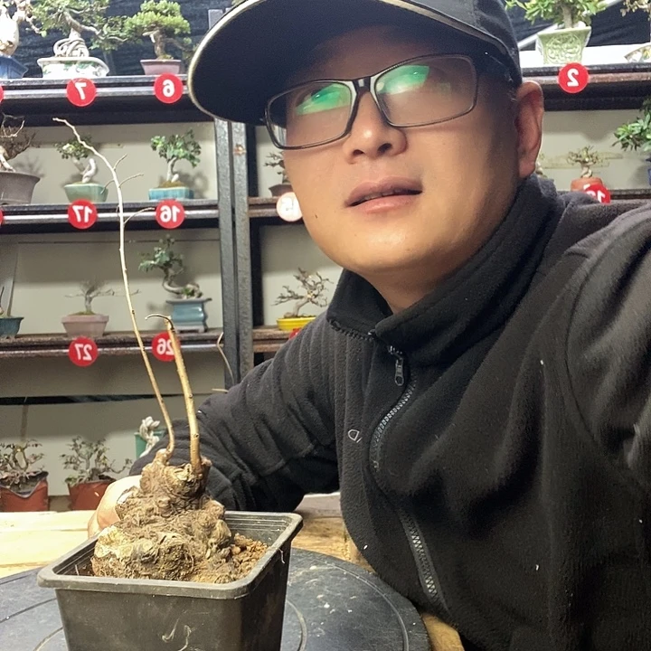 自***法无花朵小叶榔榆一个