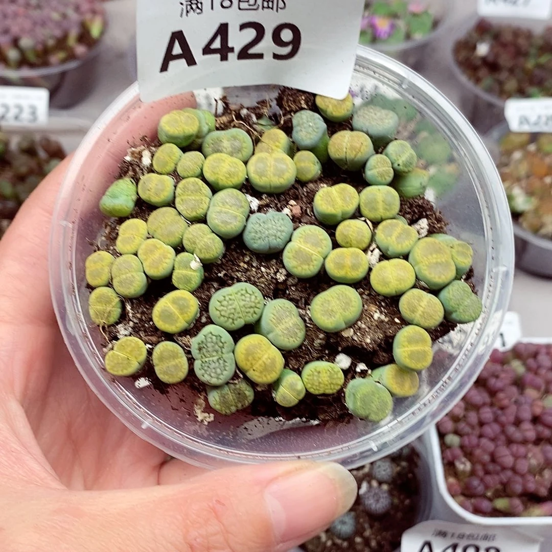 429咯啦咯啦咯啦咯