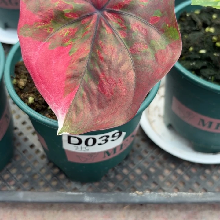 白***飘完全开放泰国彩叶芋红魔