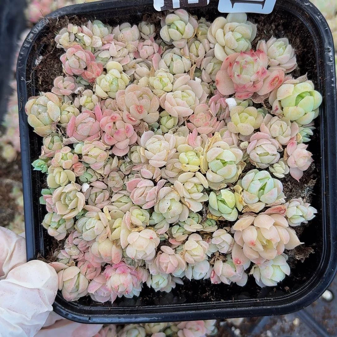 多肉植物多肉植物1010量拍