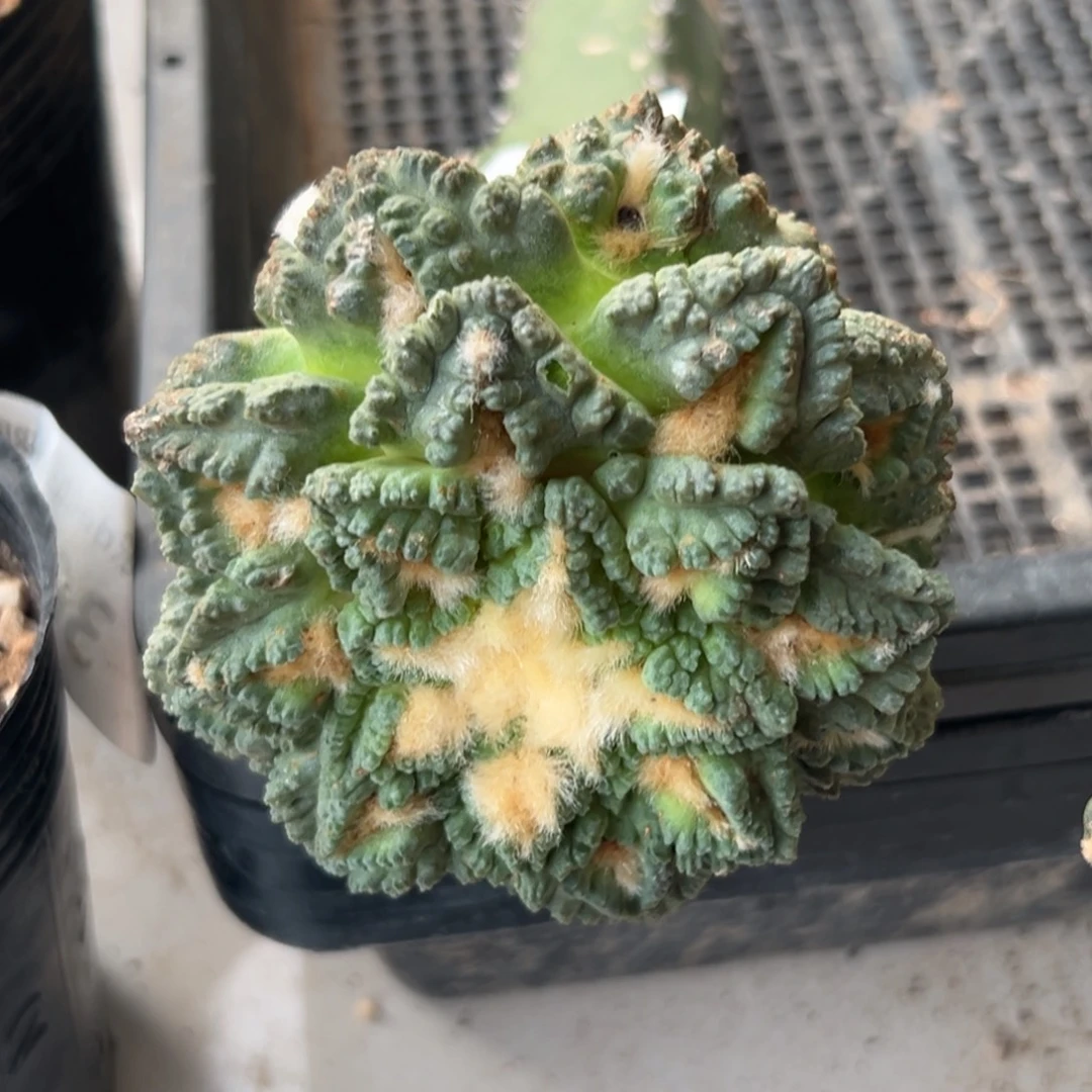 ￴***￴412 仙人球的比赛将