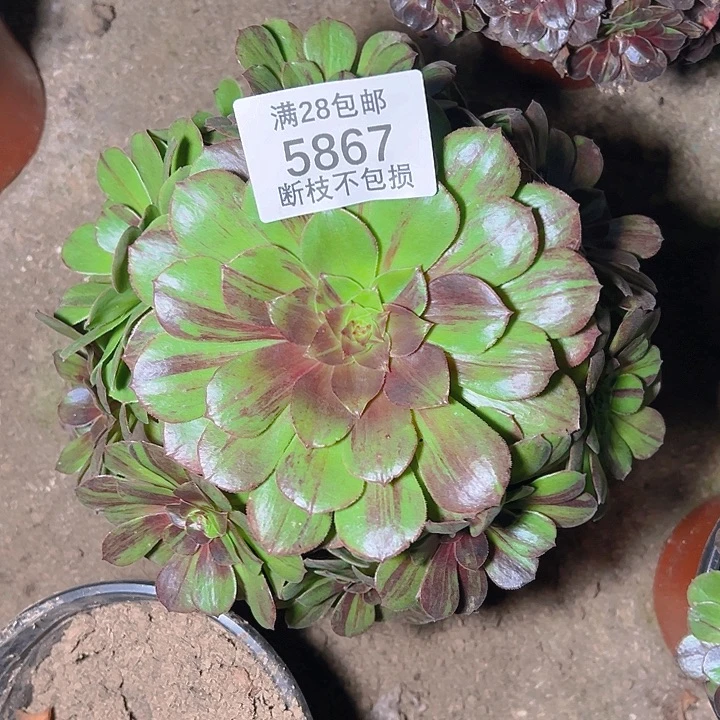 5867花月夜多肉植物