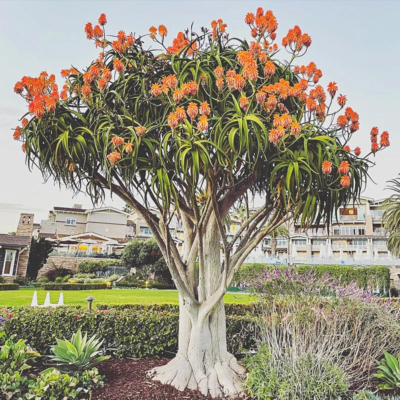 刚果河芦荟 Aloe tongaensis  大树型籽播实生一物一拍多肉