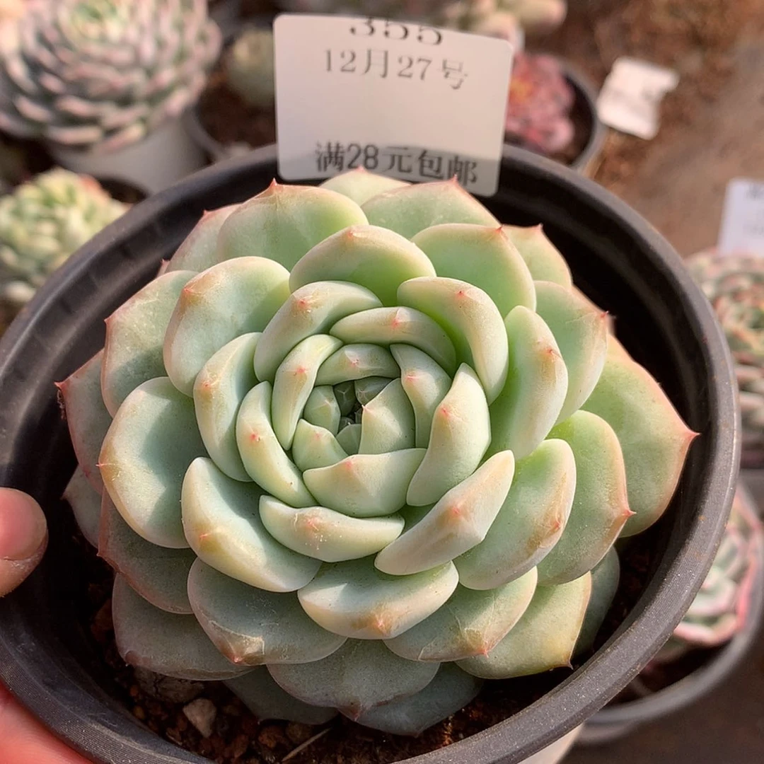 【闪购商品】云354号