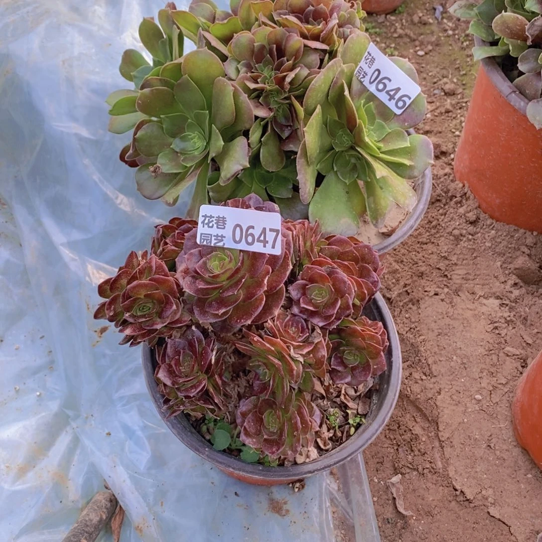 646-647 号一物一拍多肉植物