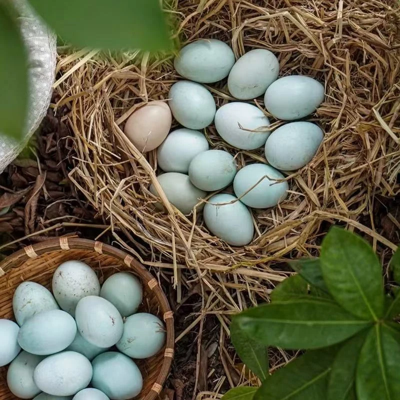 农家散养新鲜绿壳乌鸡蛋粉皮鸡蛋