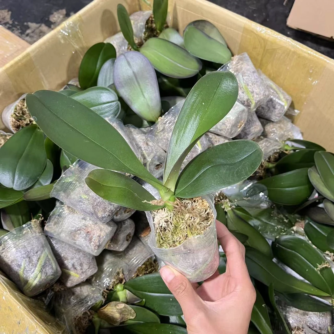 蝴蝶兰新苗2.5寸杯（苗子小根系少）盆栽室内有瑕疵好养活