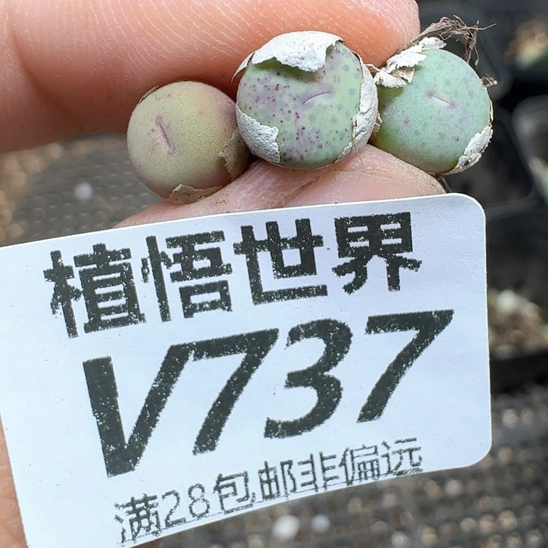 多肉植物的人啊dgb