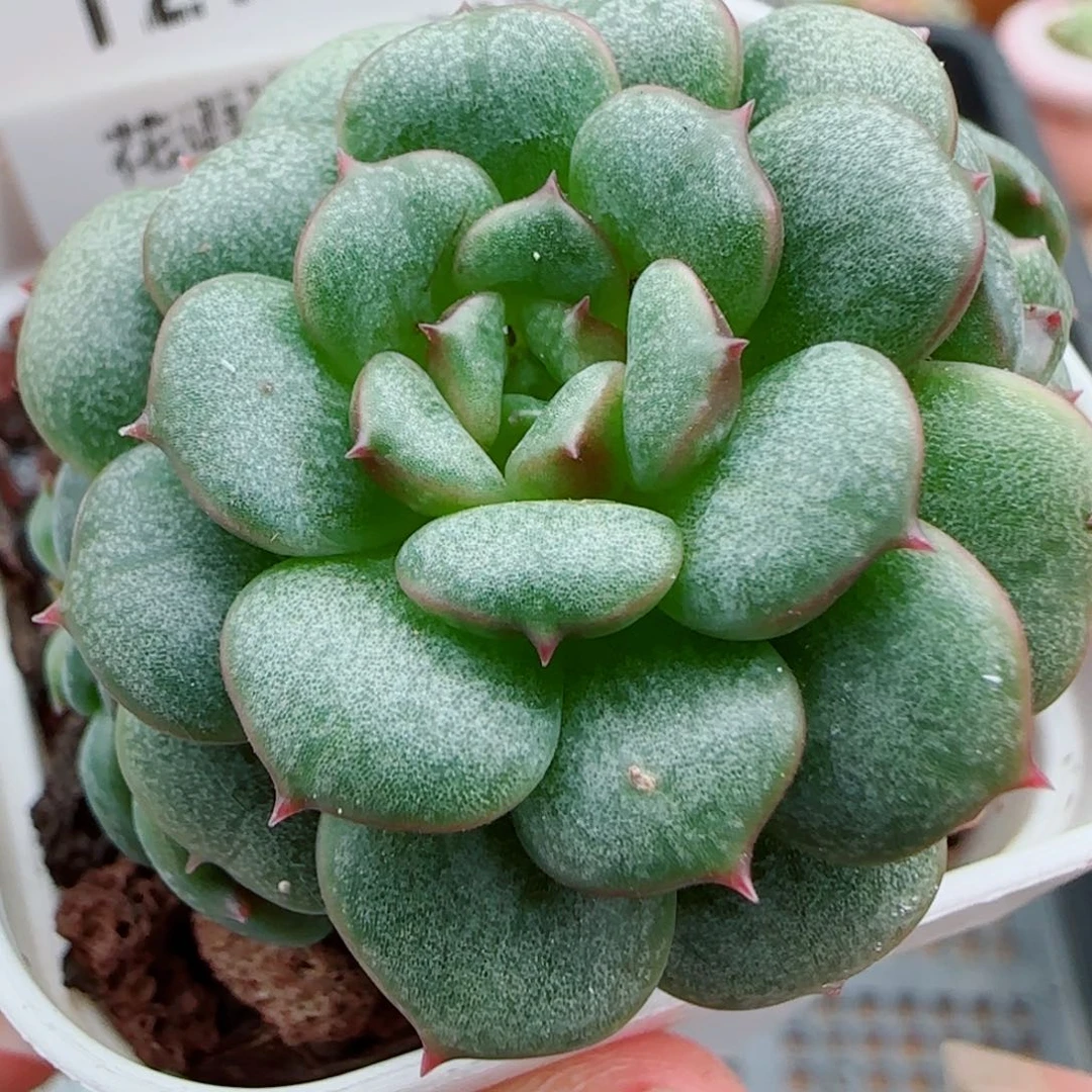 花语逸镜1007-127魑魅琉璃溏心珍妮
