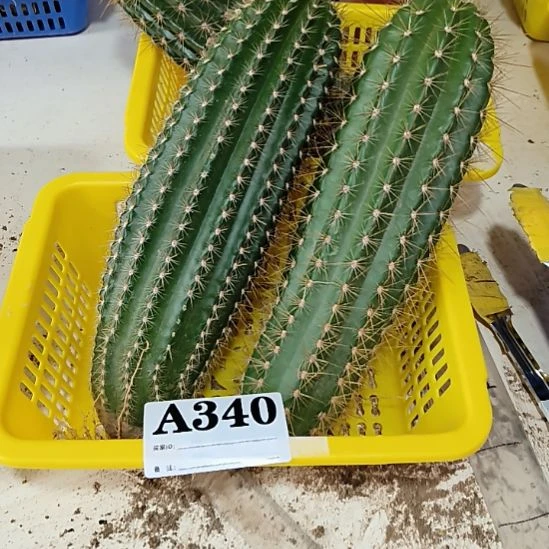当前无花栽培后可以开花340