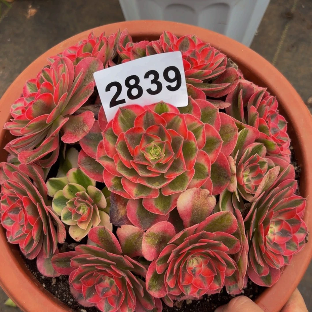 2839多肉植物倾城