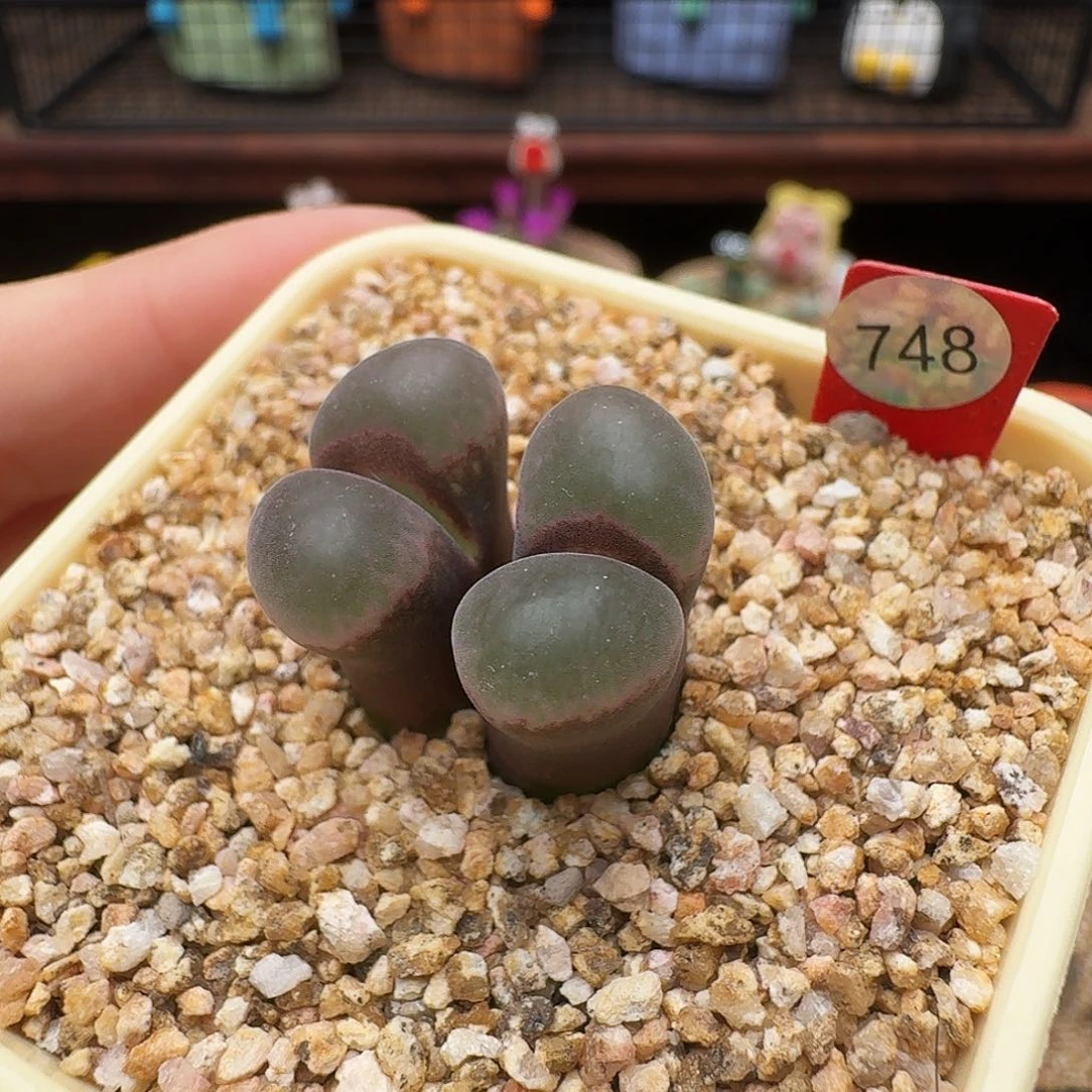 多肉植物福利风铃748