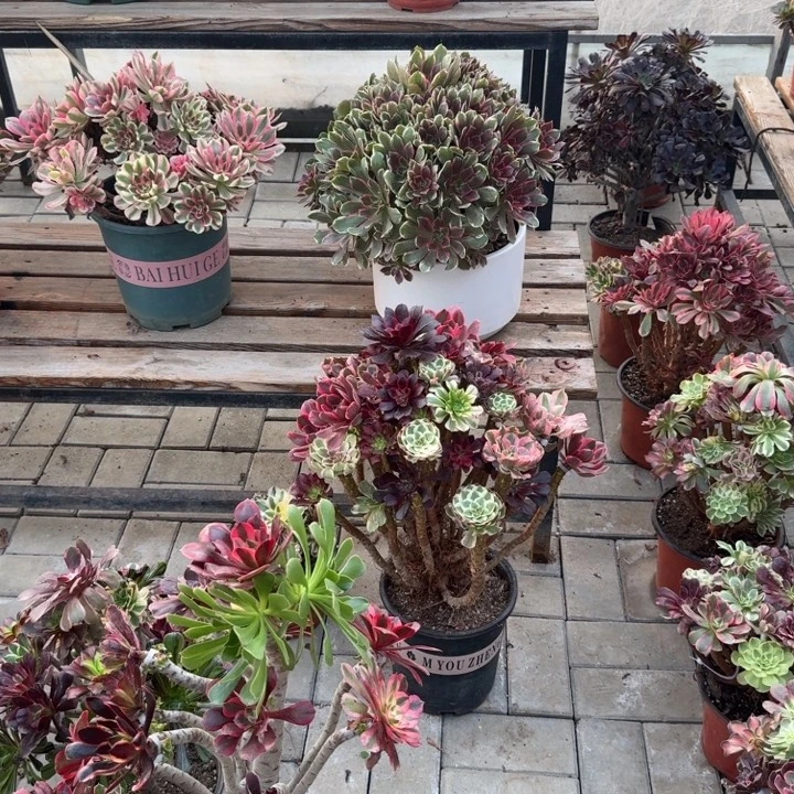 心***佛浣纱多少植物花花