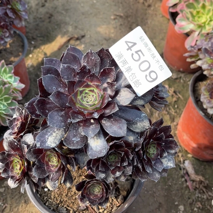 4509黑美人的的的