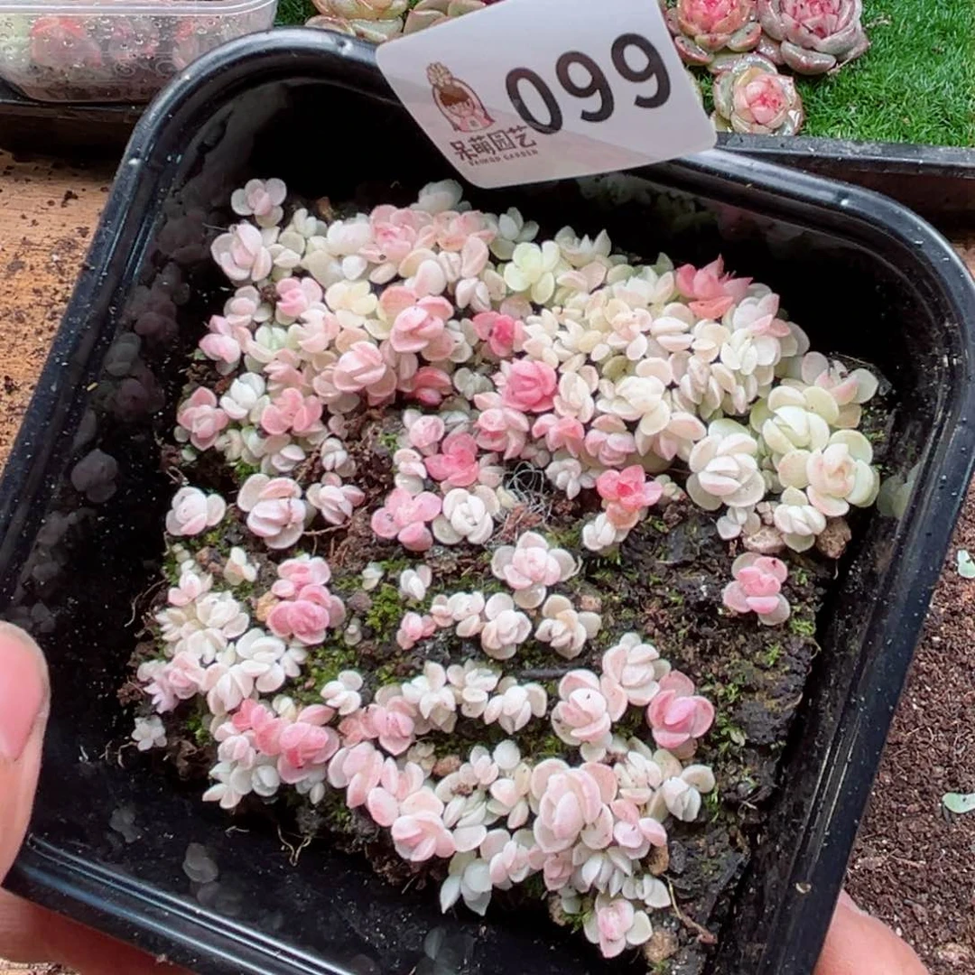 多肉植物多肉植物