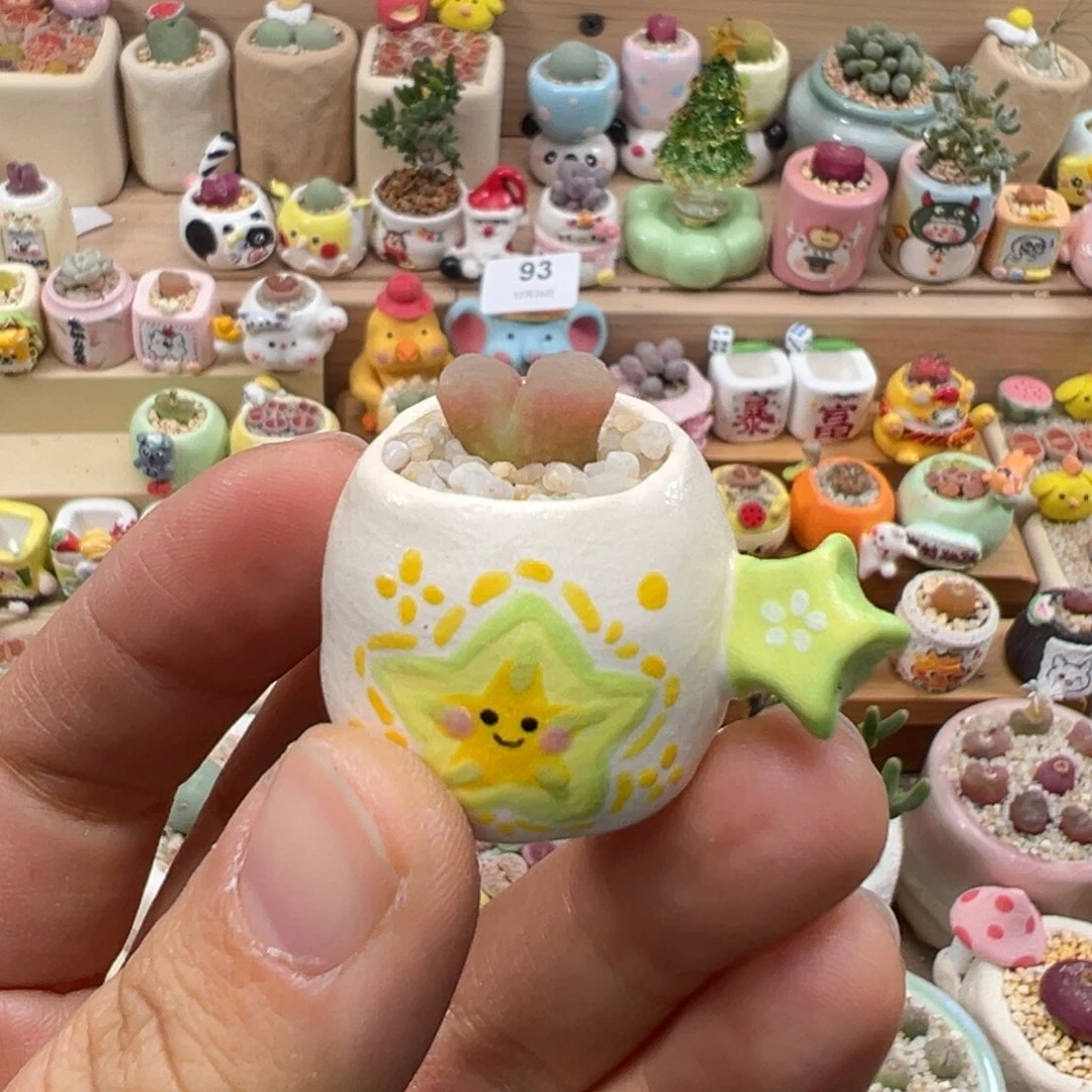 炭***炭多肉植物121号拇指盆