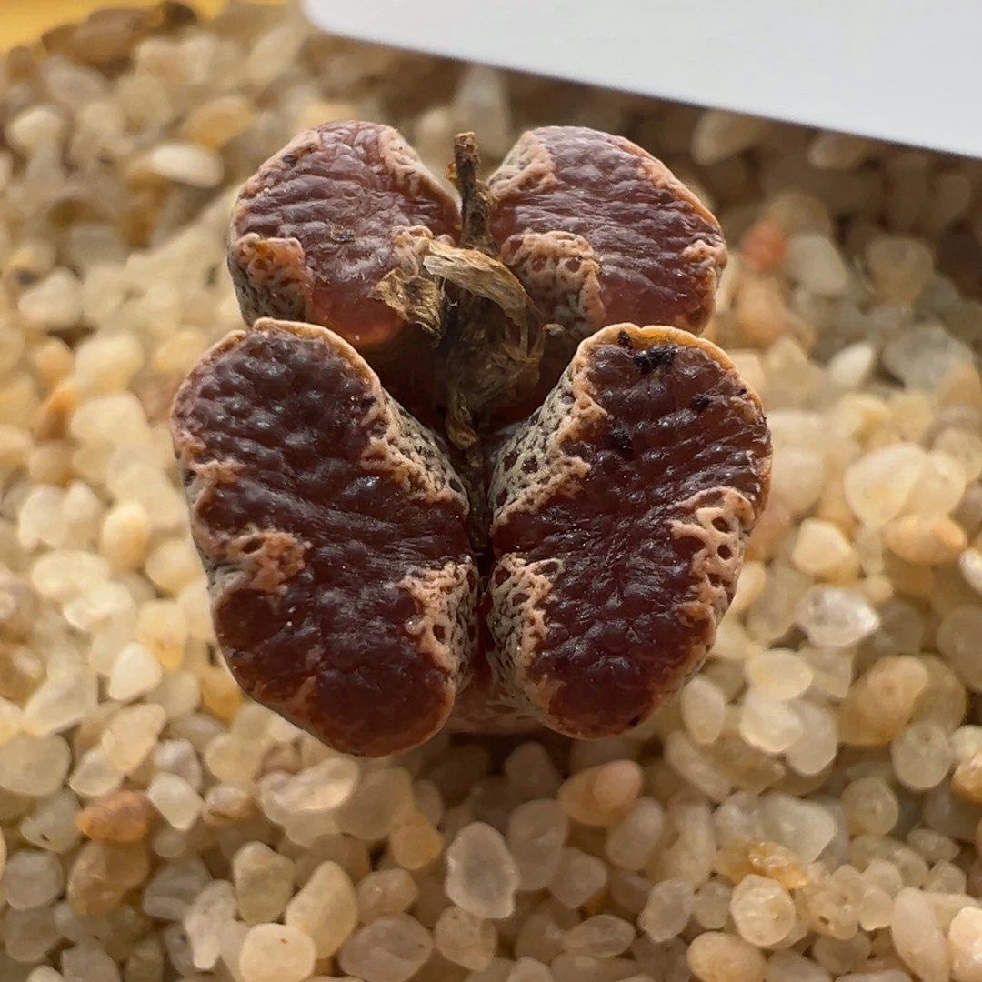 干*笑90。全窗超蝶………