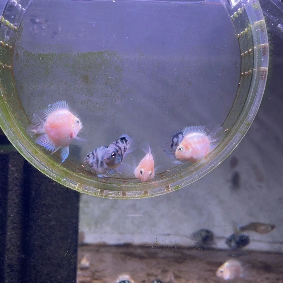 短鲷鱼白金宝蓝一组6条