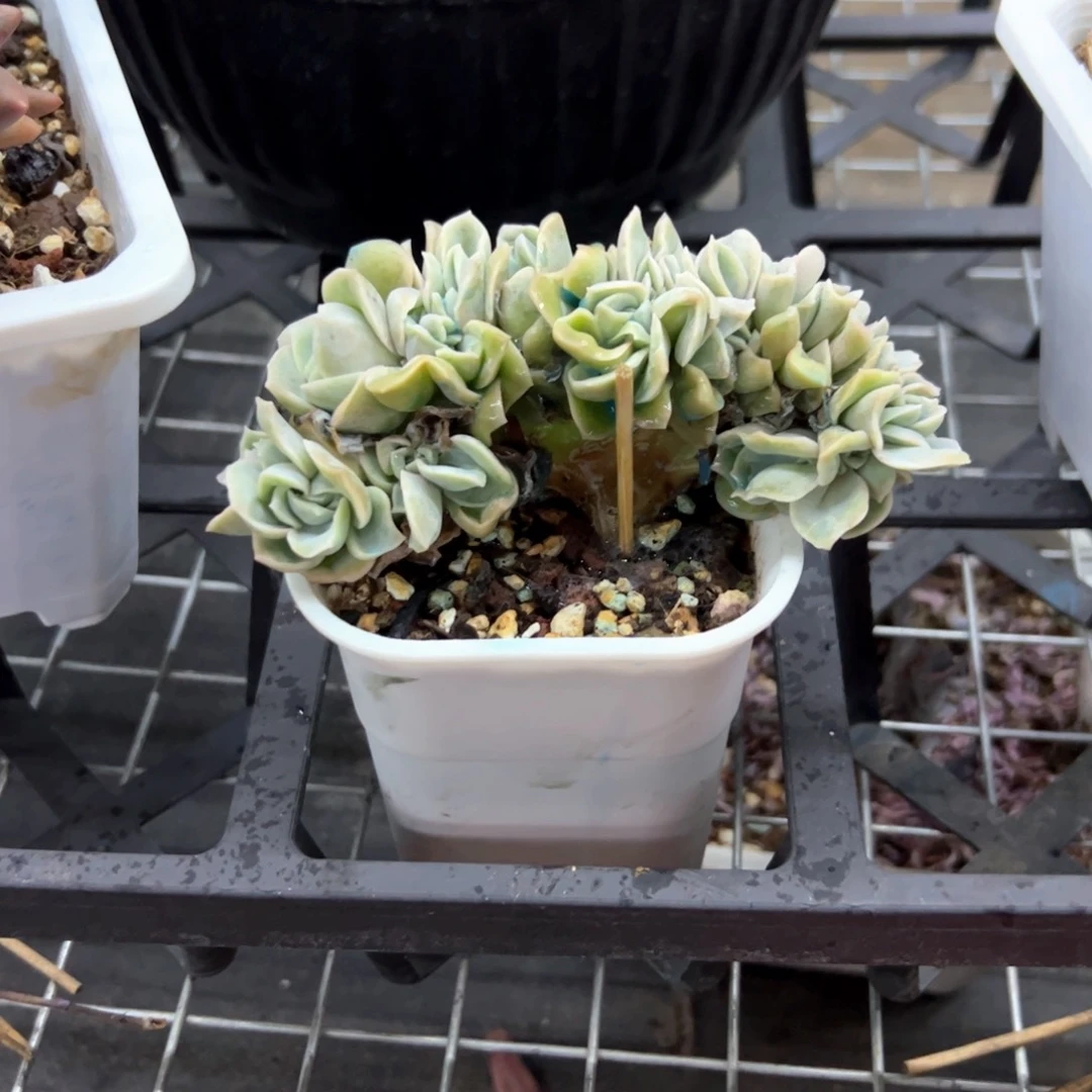 可爱玫瑰58 零零多肉植物