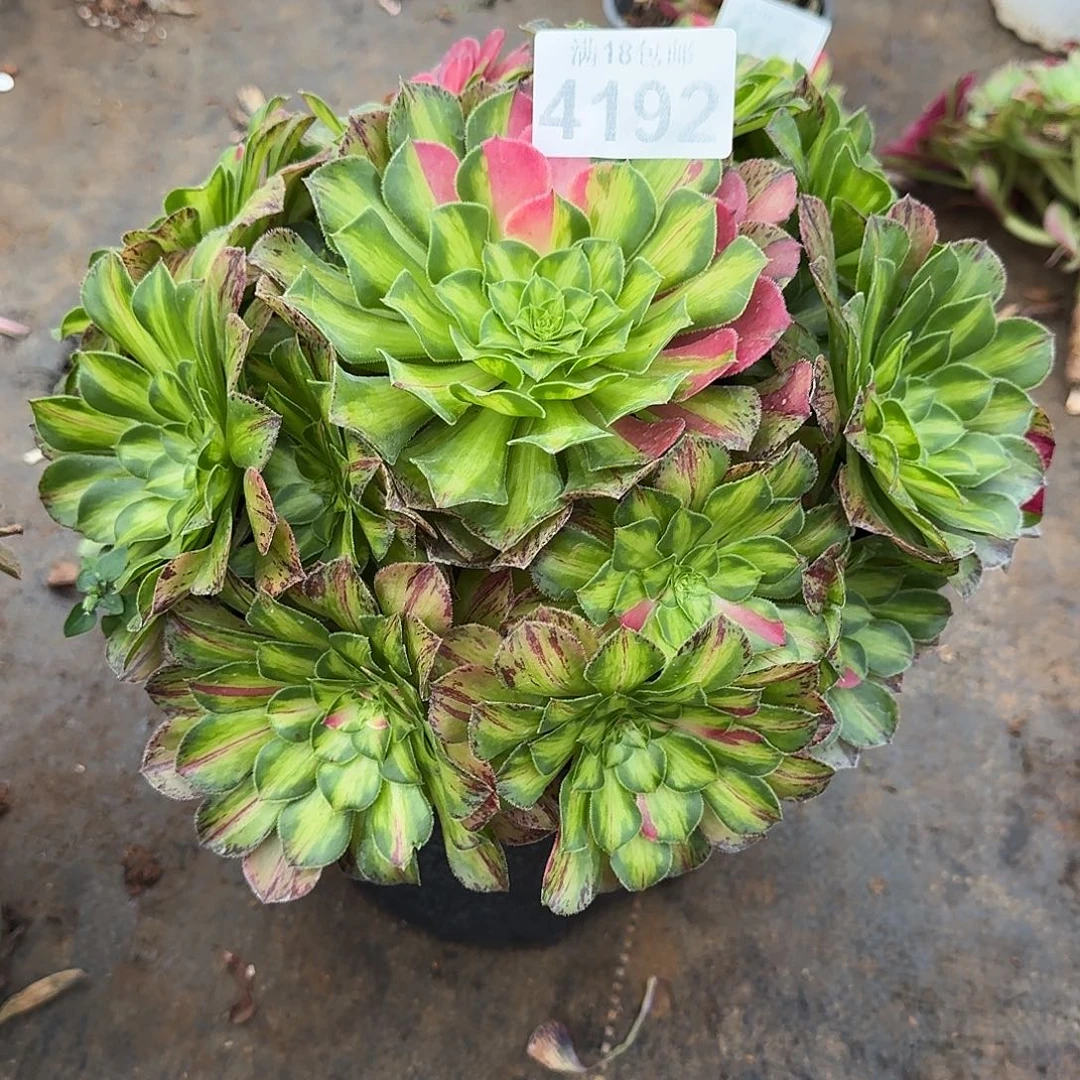 ****如192 知否法师多肉植物