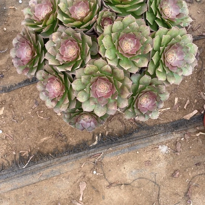 320红心法师多肉断枝不售后