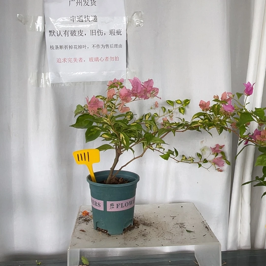 当前无花栽培后可以开花1111金心橙白