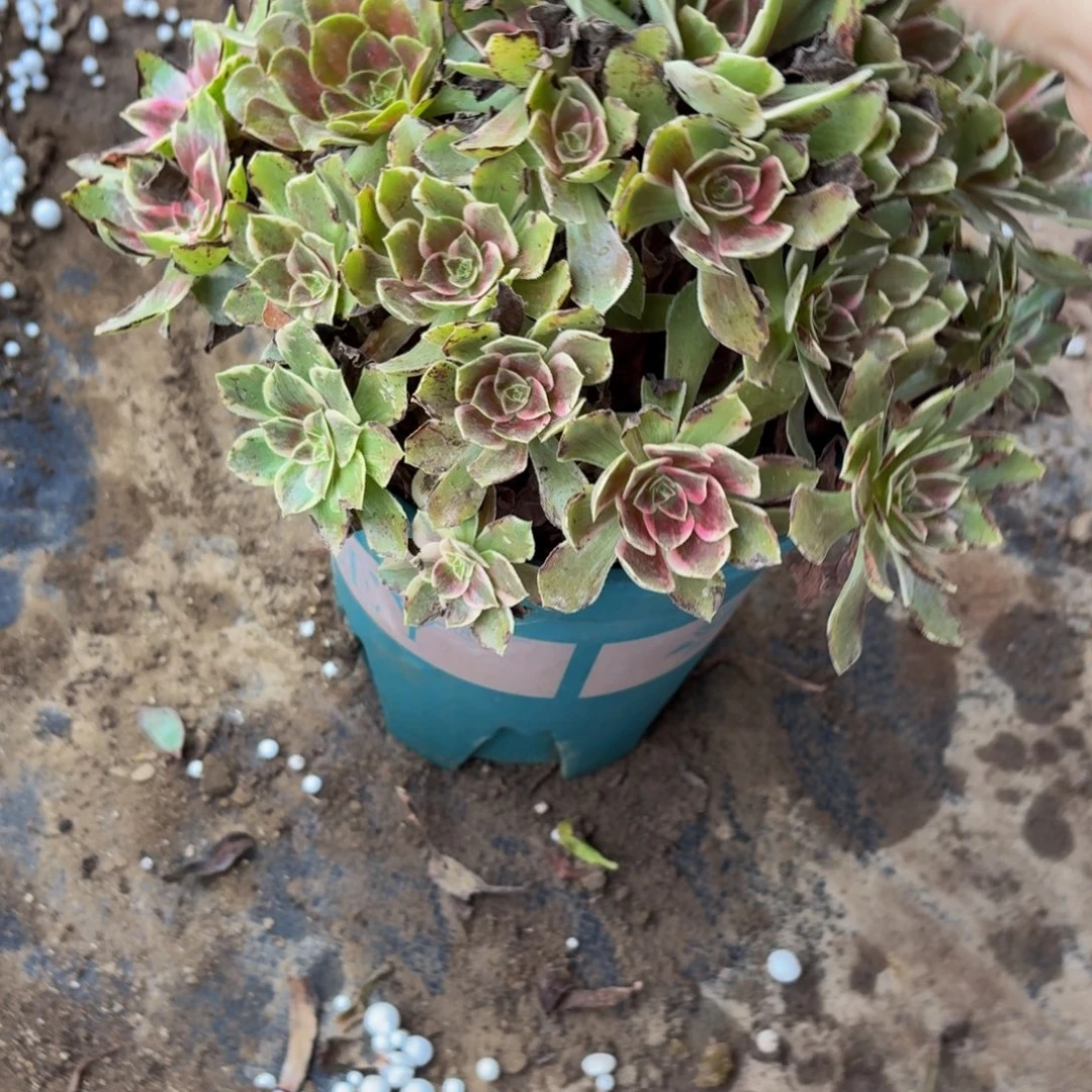 270多肉植物捧花的