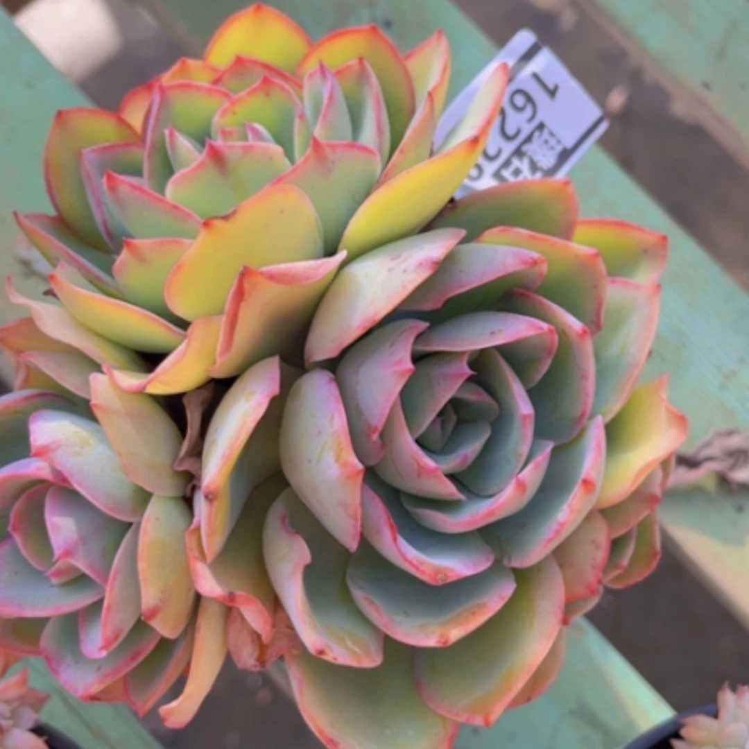 【闪购商品】美国蓝光16228