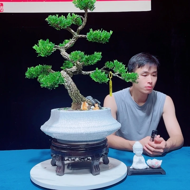 无花朵广东邹皮雀舌黄杨