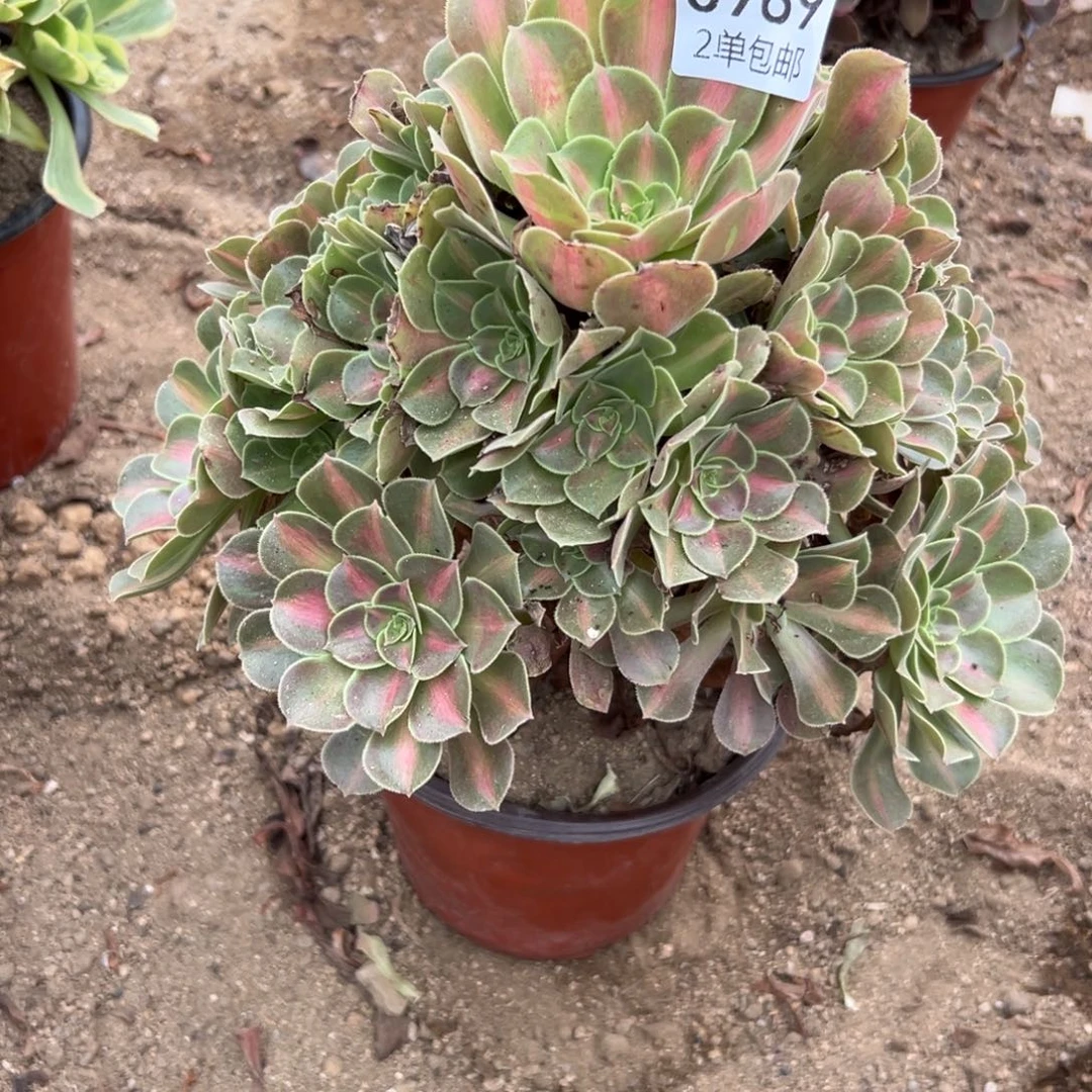 980多肉  女巫中班不包断头