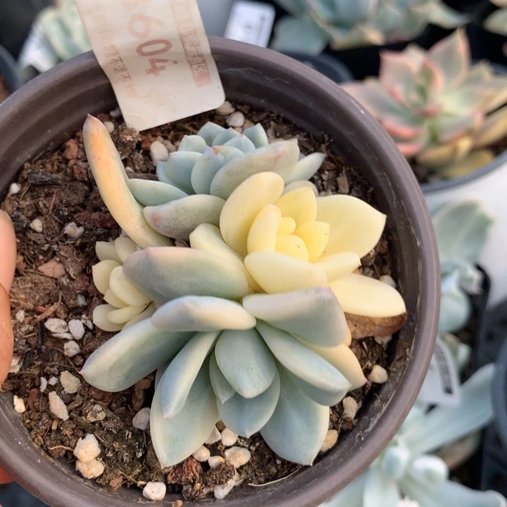 无花朵梦露锦多肉植物