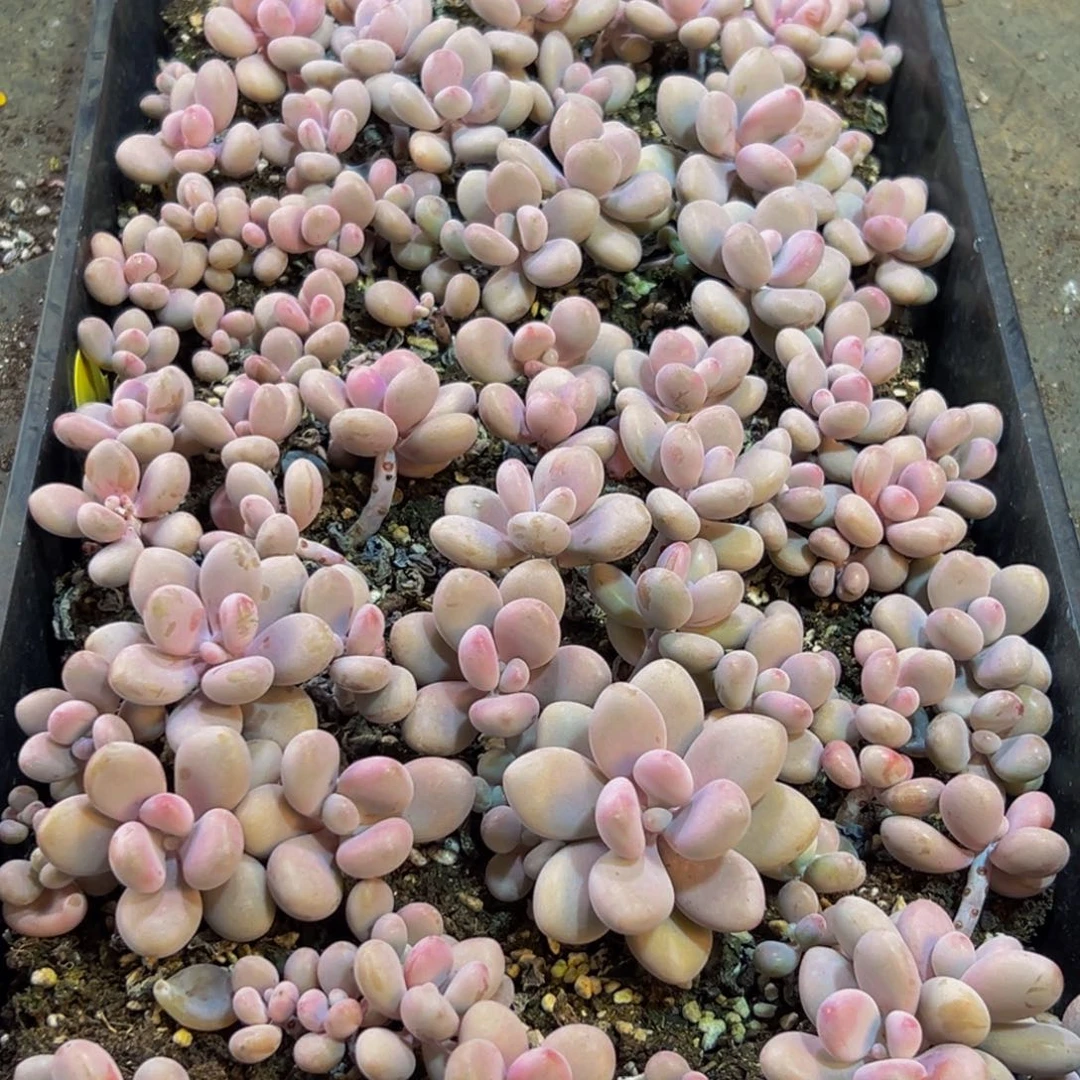 581多肉的我也是很