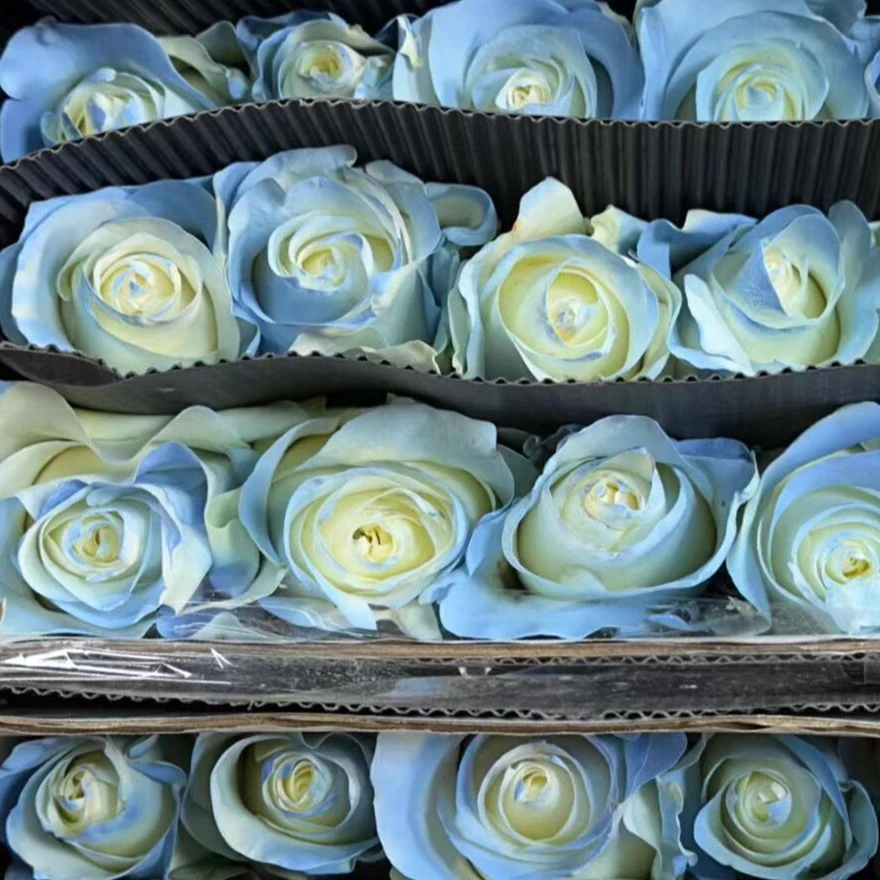 套餐40 喷色碎冰蓝玫瑰10支+小太阳向日葵3支+粉紫绣球一支