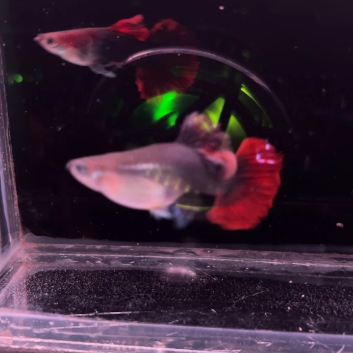 孔雀鱼大绒折扇1对母眼睛微微瑕